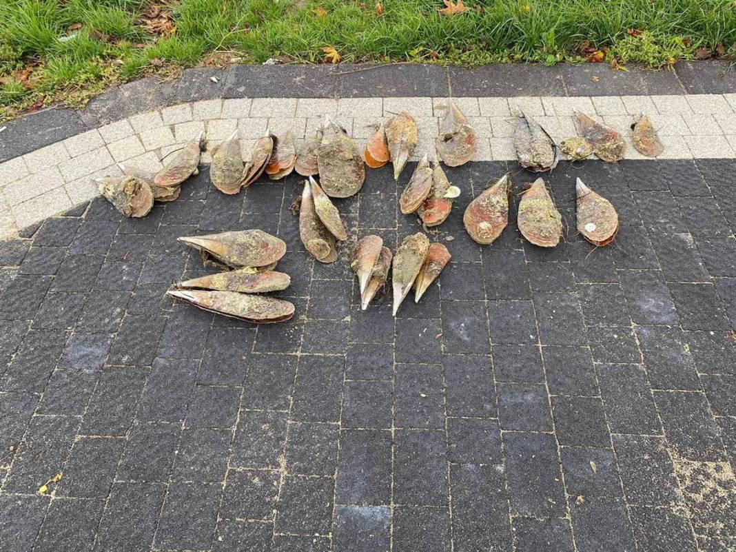 Marmara Denizi'nin son umuduydu: Cesetleri karaya vurdu! Uzmanlar endişeli, ekosistem tehlikede 17